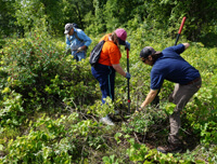 Three volunteers using shovels to uproot invasive honey suckle.